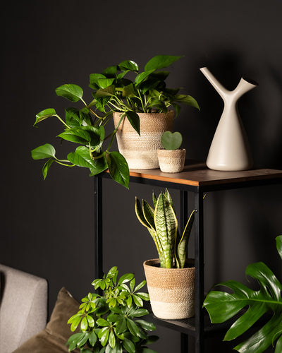 Das Starter-Set umfasst ein schwarzes Metallregal mit Zimmerpflanzen wie einer Efeutute und einer Schwiegermutterzunge in geflochtenen Körben vor einer dunklen Wand, zusammen mit einer modernen beigen Vase in Astform; außerdem sind Teile eines grauen Sofas und braune Kissen zu sehen.
