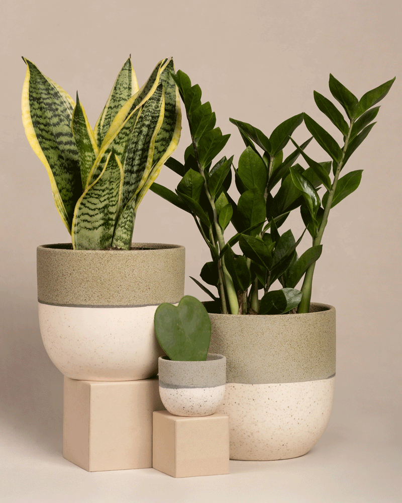 Das „Trio für den farblosen Daumen“ umfasst eine Schwiegermutterzunge mit gelb gerandeten Blättern links, eine glänzende Glücksfeder rechts und eine Herzblatt-Pflanze mit herzförmigen Blättern davor, alles in gesprenkelten grau-weißen Töpfen auf beigen Blöcken.