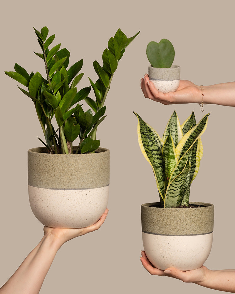 Drei Hände präsentieren Topfpflanzen – Glücksfeder, Schwiegermutterzunge und Herzblatt-Pflanze – in zweifarbigen, gesprenkelten Töpfen vor beigem Hintergrund. Diese sind Teil der Kollektion „Trio für den farblosen Daumen“.