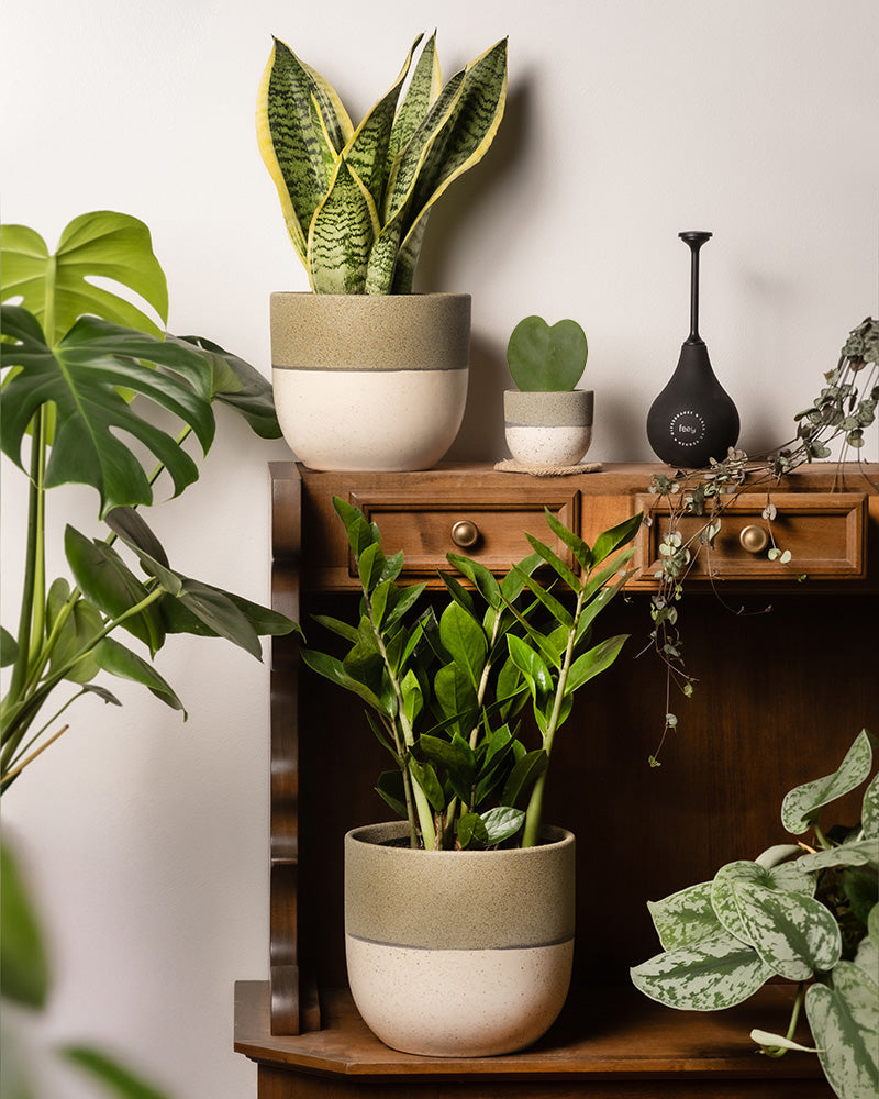 Das Produkt „Trio für den farblosen Daumen“ besteht aus drei Topfpflanzen: einer hohen Schwiegermutterzunge, einer kleinen Herzblatt-Pflanze und einer üppigen Glücksfeder auf einem Holzregal. Eine schwarze Vase mit einer hängenden Pflanze sorgt für Kontrast und ergänzt das warme Holz und die neutralen Topffarben.