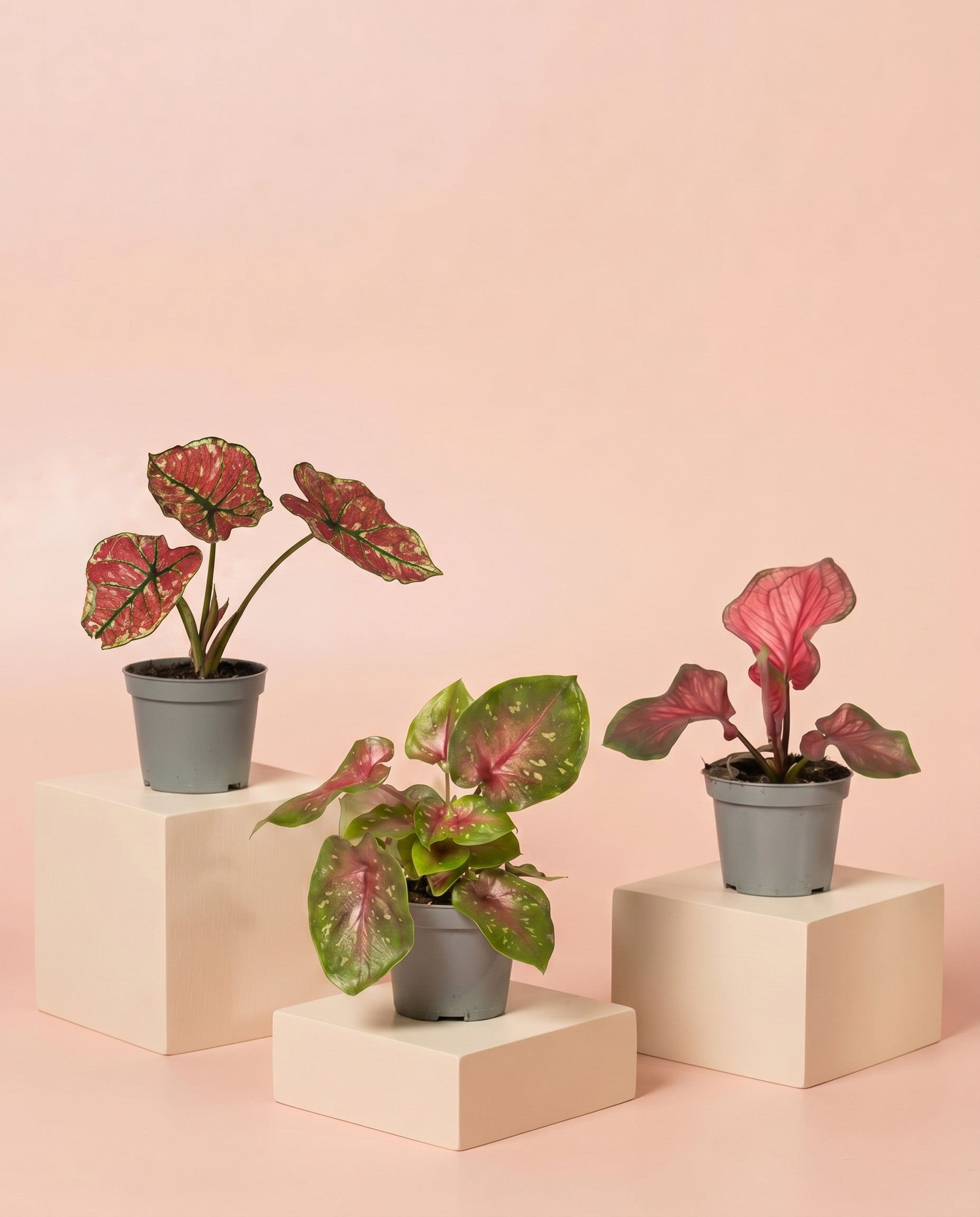 Drei Baby Caladium im 3er Set in schwarzen Anzuchttöpfen stehen auf hellen Würfel-Podesten vor zartrosa Hintergrund.