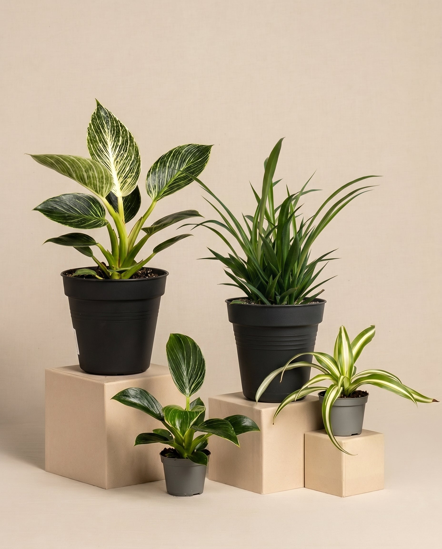 Auf beigefarbenen Podesten sind vier Topfpflanzen aus dem Familienzuwachs-Set zu sehen. Die Pflanzen, darunter eine Grünlilie und ein Philodendron birkin, sind unterschiedlich groß und haben grüne Blätter; zwei haben weiße, bunte Streifen. 