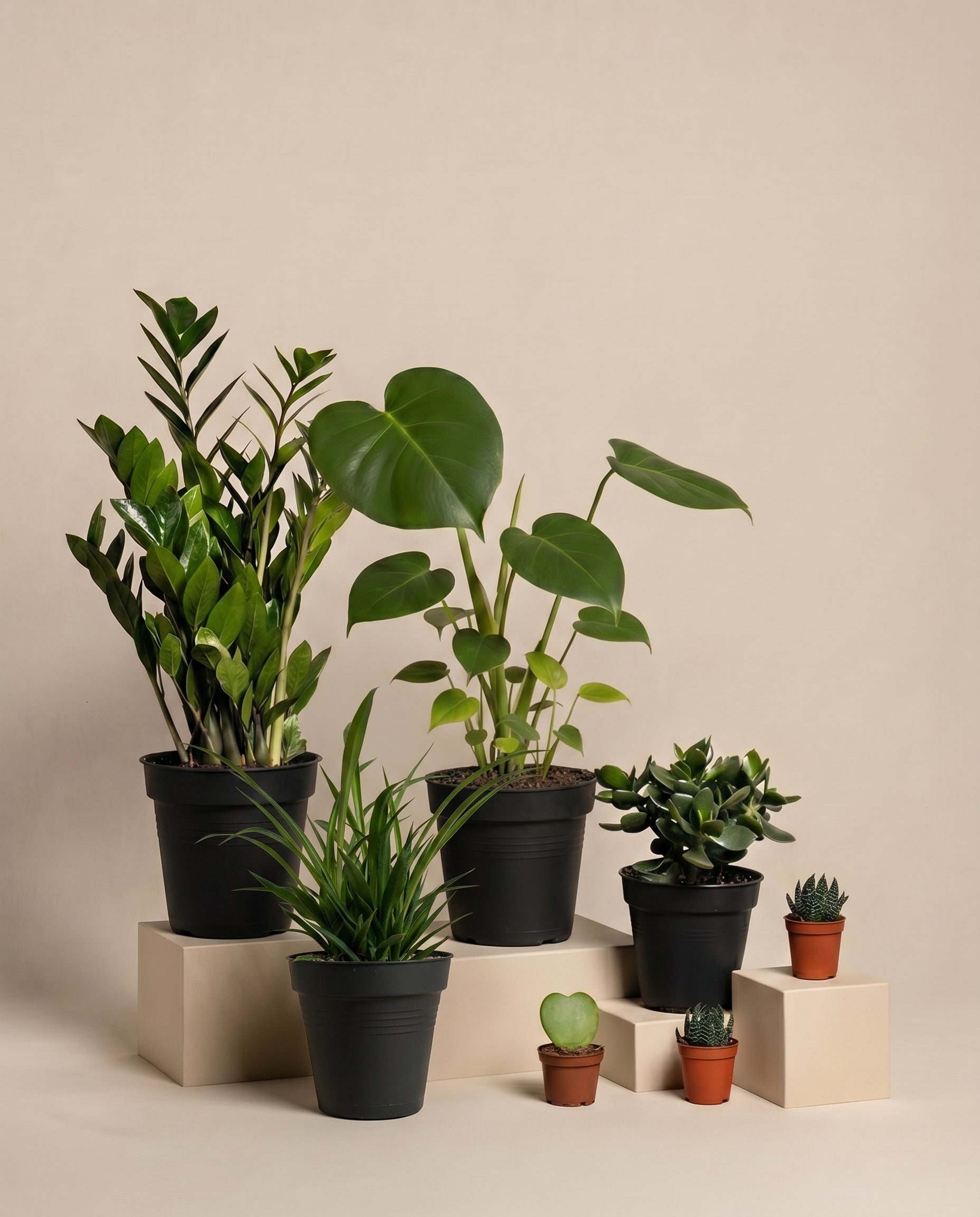 Hands präsentiert das „Homeoffice-Pflanzen-Set“, bestehend aus einem großen Blattgrün, einer Grünlilie, Sukkulenten und einer leuchtenden Monstera in innentöpfen – ideal, um jedes Homeoffice zu beleben.