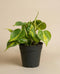 Philodendron scandens Brasil ohne Übertopf