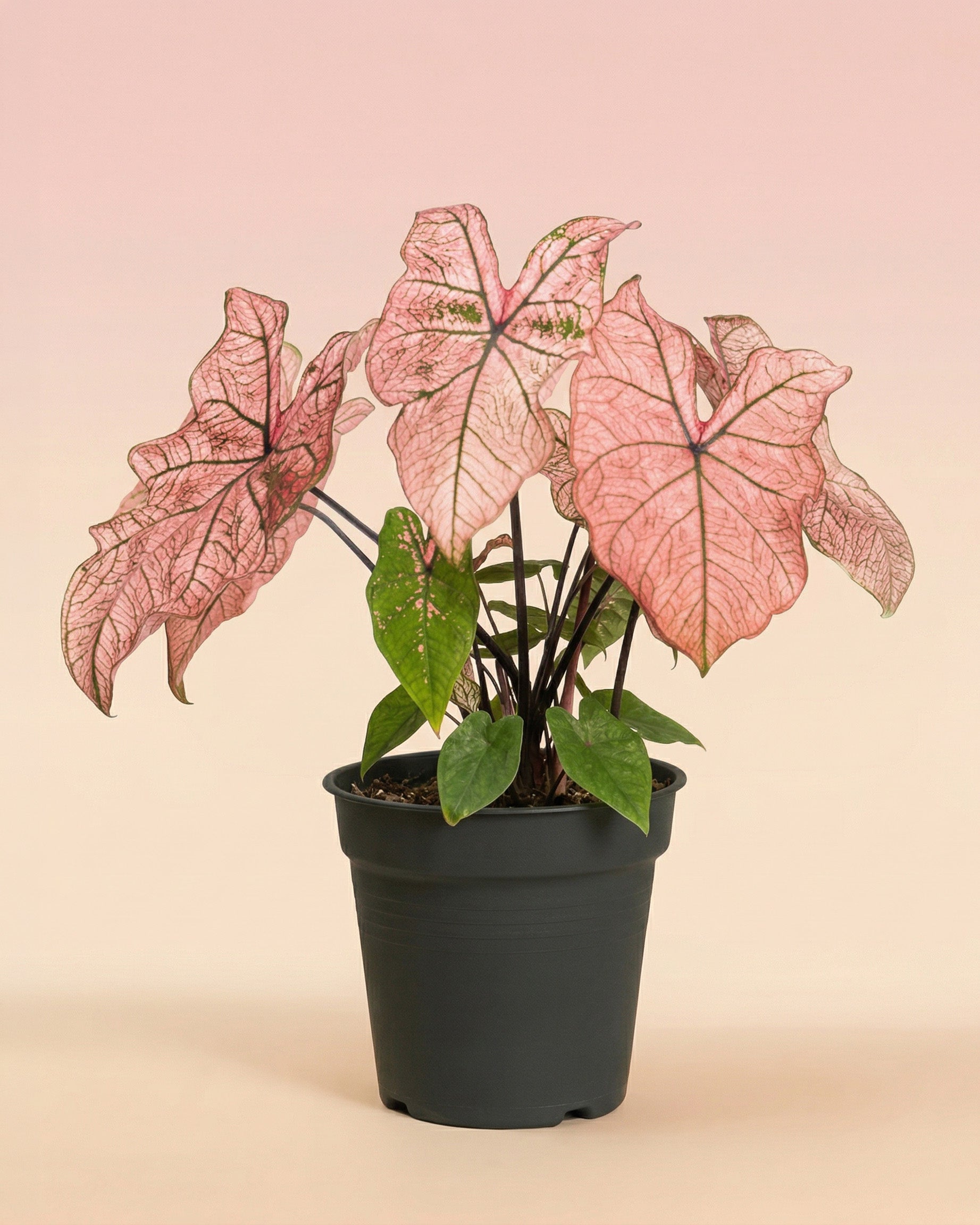 Ein Caladium 'Spring Fling' mit großen, rosafarbenen und grün geäderten Blättern sitzt in einem dunkelgrauen Plastiktopf vor einem weichen, rosa-beigefarbenen Hintergrund.