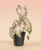 Caladium 'Tapestry' hat große, herzförmige Blätter mit weißer Mitte, rosa Adern und grünen Rändern. Sie ist in einem schwarzen Kunststoffbehälter getopft und steht vor einem zart pfirsichfarbenen Hintergrund.
