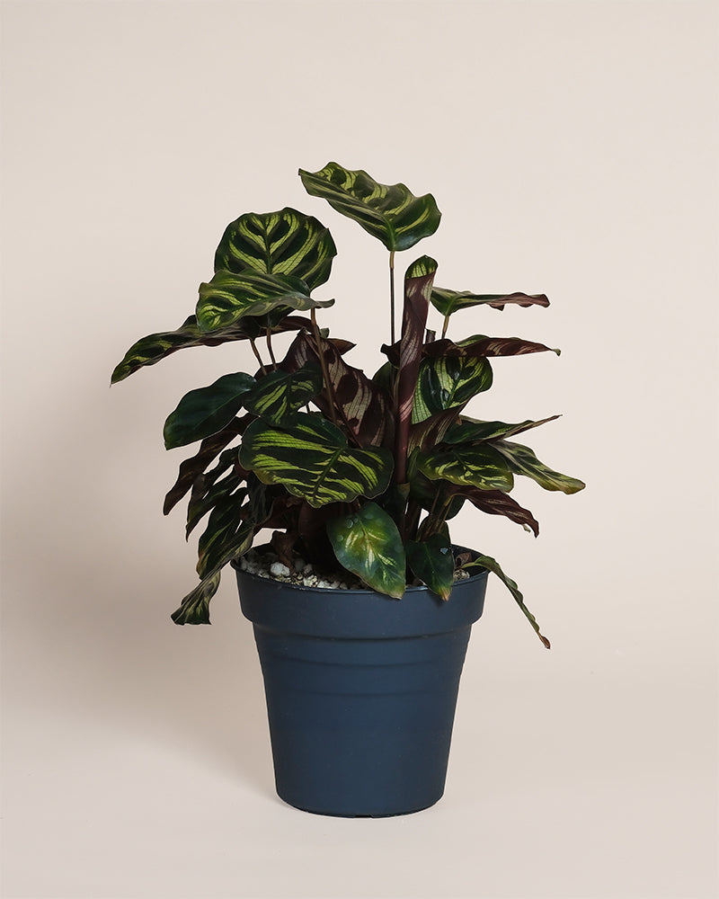 Eine Kleine Calathea makoyana - feey, auch als Pfauen-Korbmarante bekannt, präsentiert sich mit gemusterten grünen Blättern als stilvolle Zimmerpflanze im dunklen Topf vor hellem Hintergrund.