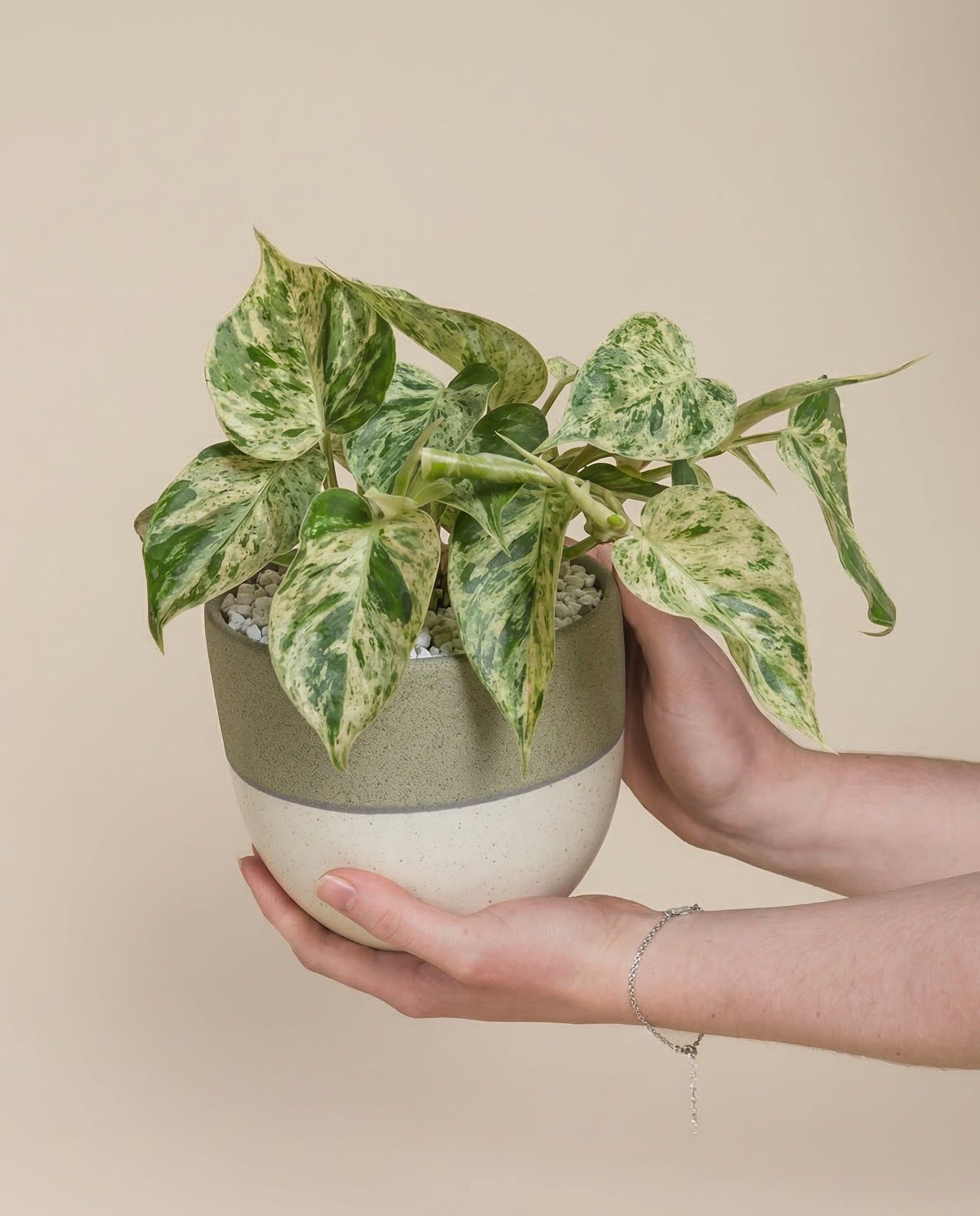 Eine Person mit einem silbernen Armband hält sanft einen Philodendron 'Oxycardium Variegata' - feey, dessen bunte Blätter in einem grün-weißen Keramiktopf vor einem schlichten beigen Hintergrund gedeihen.
