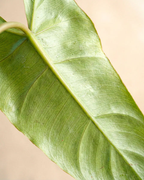 Eine Nahaufnahme von Philodendron 'Paraiso Verde' - feey zeigt das große, hellgrüne Blatt mit einer zentralen Ader und einer zarten Textur, weich beleuchtet, um die subtilen Muster und Ränder des Blattes vor einem unscharfen Hintergrund zu betonen.