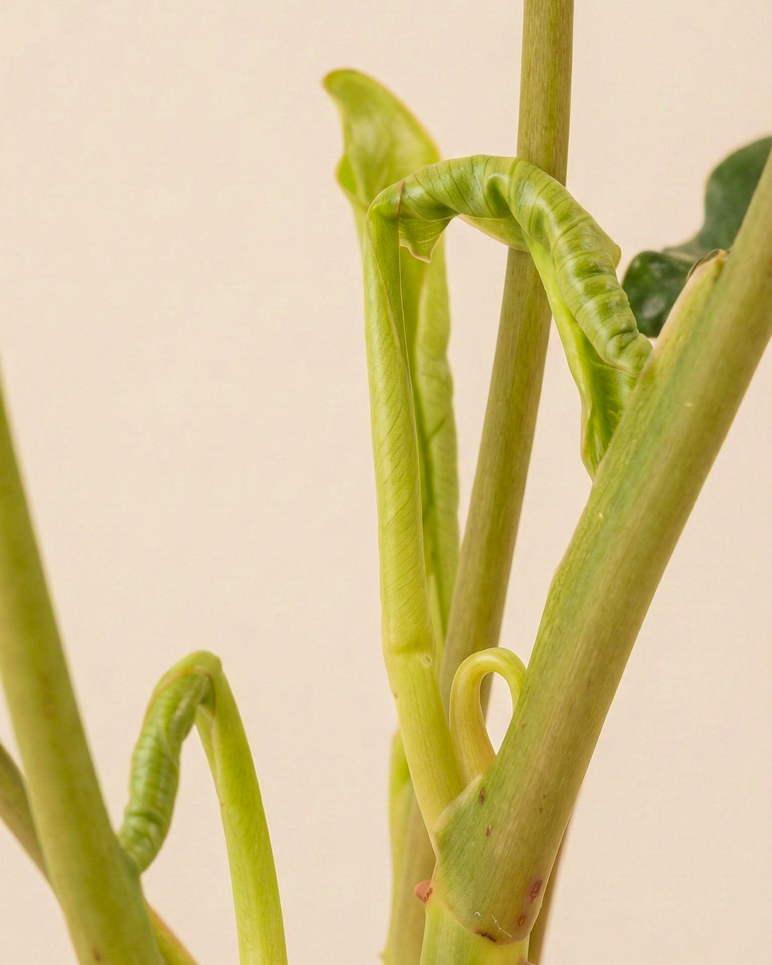 Nahaufnahme von Philodendron 'Paraiso Verde' - feey, mit hellgrünen Stängeln und Blättern - einige eingerollt oder teilweise entrollt - vor einem neutralen beigen Hintergrund.