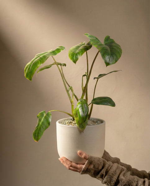 Eine Hand in einem braunen Ärmel hält einen weißen Topf mit dem Philodendron 'Paraiso Verde' - feey, der seine üppigen grünen Blätter vor einem schlichten beigen Hintergrund präsentiert.
