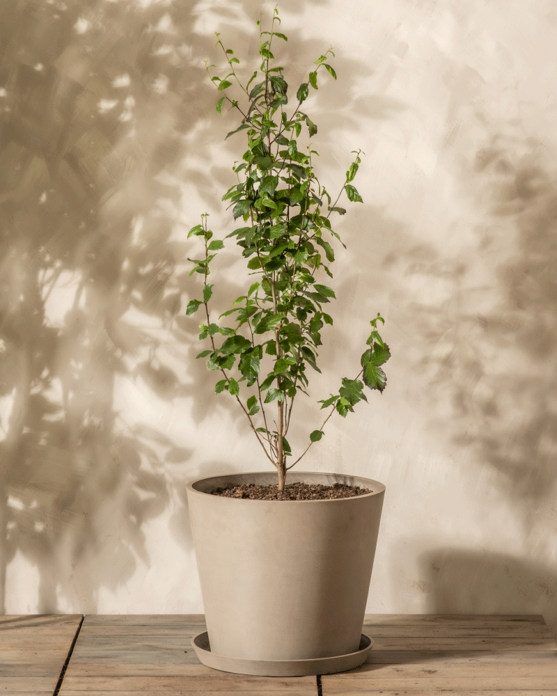 Eine kleine Parrotia persica mit schlanken Stielen steht in einem hellen Topf auf einer Holzoberfläche vor einer beigen Wand, dahinter werfen sich weiche Schatten.