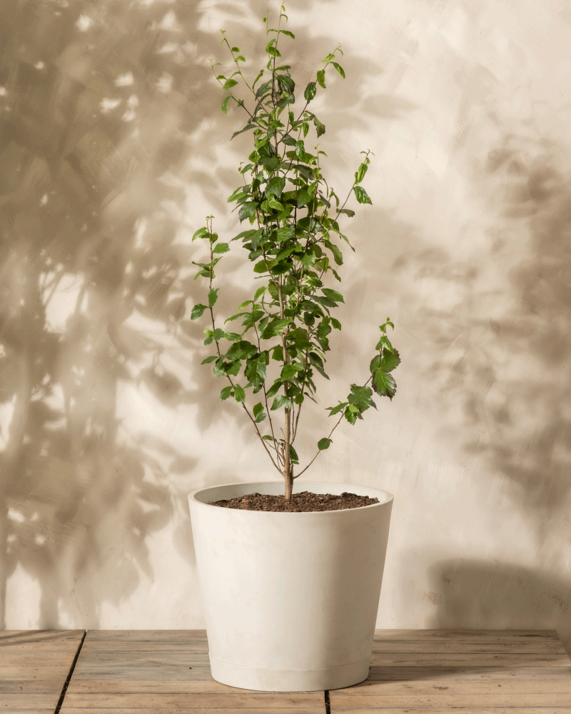 Eine Parrotia persica mit schlanken Zweigen wächst in einem weißen Keramiktopf auf einer Holzoberfläche vor einer beigefarbenen strukturierten Wand mit weichen Schatten.