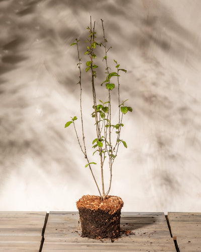 Eine kleine Parrotia persica mit grünen Blättern steht vor einem schlichten Hintergrund und wurzelt in einem Erdblock auf einer Holzoberfläche. Auf den Hintergrund geworfene Blattschatten verleihen Tiefe.