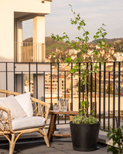 Parrotia in einem schwarzen Topf auf einem sonnigen Balkon 