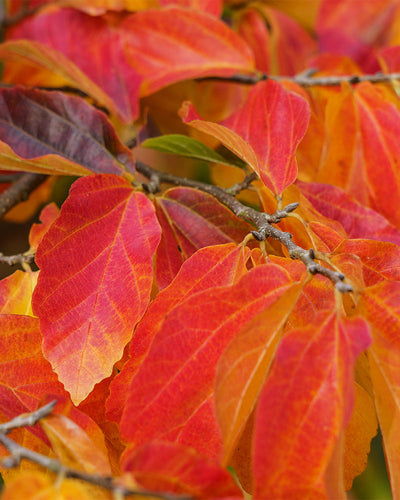 Blätter der Parrotia Persica