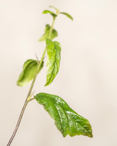 Detailaufnahme vom Parrotia persica