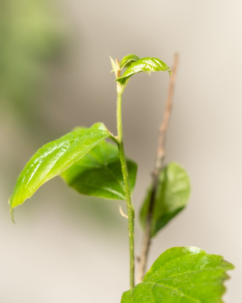 Detailaufnahme vom Parrotia persica