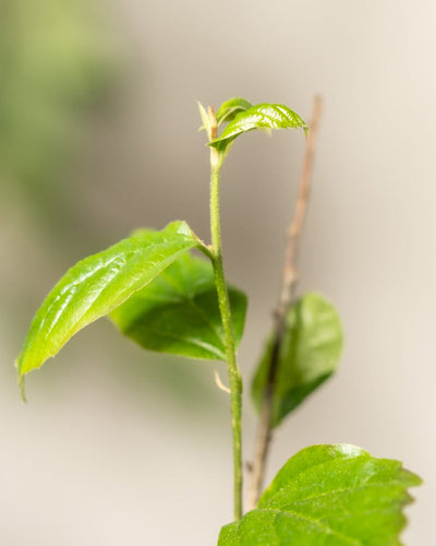 Detailaufnahme vom Parrotia persica