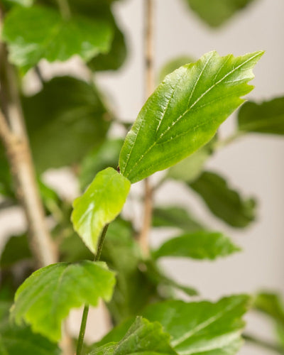 Detailaufnahme vom Parrotia persica