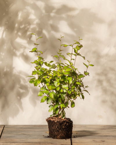 Eine kleine Parrotia persica-Pflanze mit freiliegenden Wurzeln ruht auf einer Holzoberfläche vor einer hellen Wand und wirft weiche Schatten in den Hintergrund.