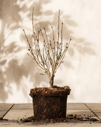Parrotia persica