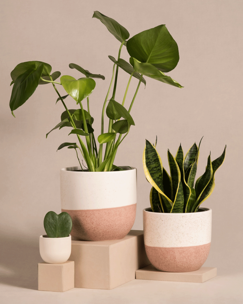 Das Pflanzen-Bestseller-Trio, bestehend aus einer Monstera, einer Sansevieria und einer kleinen herzförmigen Hoya, steht in modernen, minimalistischen Töpfen auf neutralen Blöcken vor einem hellbeigen Hintergrund.