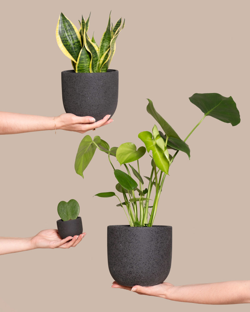 Drei Hände halten das Pflanzen-Bestseller-Trio - Sansevieria, herzförmige Hoya und Monstera - jeweils in einem schwarzen, unterschiedlich großen, strukturierten Topf vor einem schlichten beigen Hintergrund.