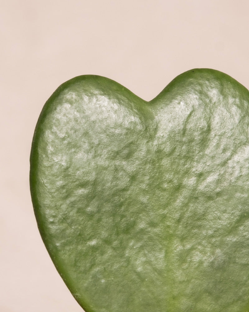 Eine Nahaufnahme eines herzförmigen grünen Blattes der Sukkulente Pflanzen-Bestseller-Trio vor einem schlichten hellbeigen Hintergrund.