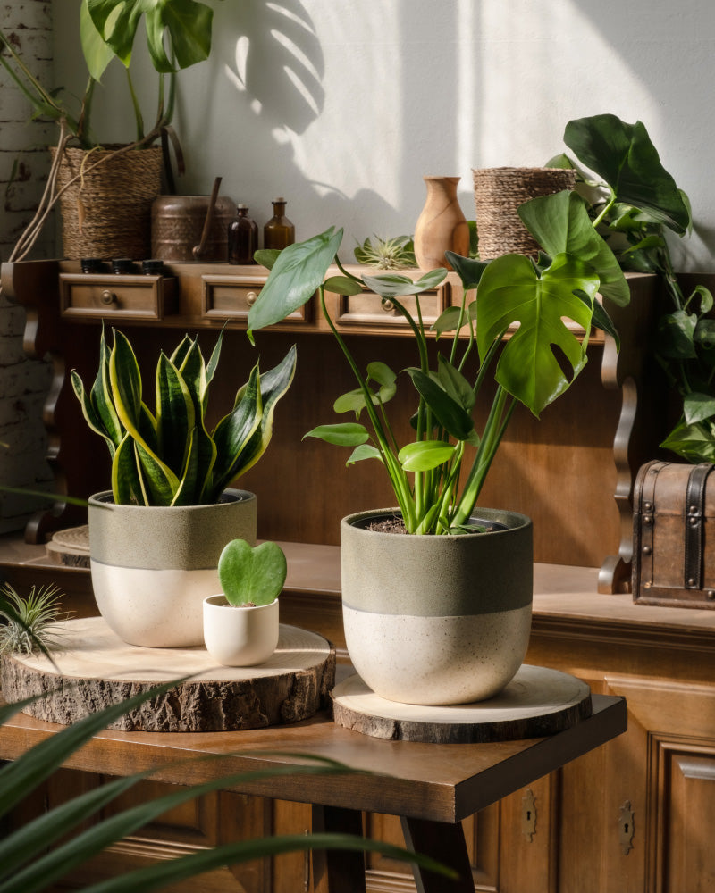 Das Pflanzen-Bestseller-Trio mit einer leuchtenden Sansevieria und einer kleinen Sukkulente in Töpfen auf Holzständern erhellt einen sonnenbeschienenen Raum mit Töpferwaren, Körben und grünen Blattpflanzen auf einem Holzregal im Hintergrund.