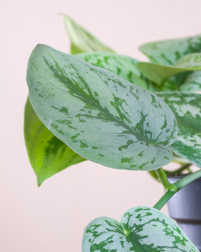 Detailaufnahme Silbrige Efeutute Blatt