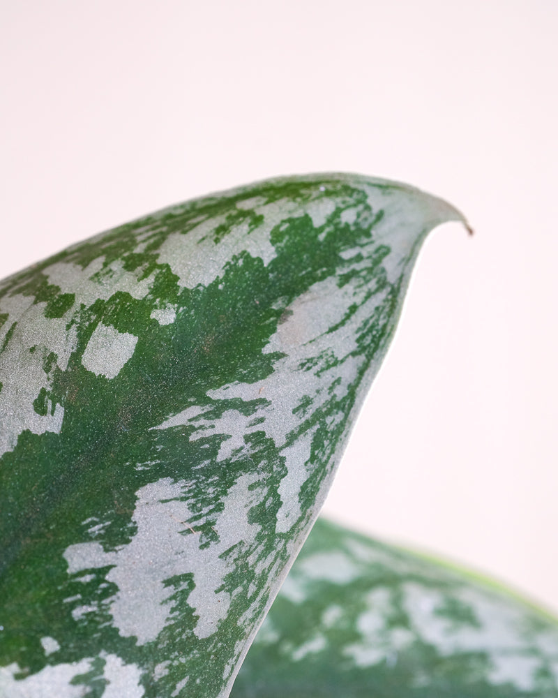 Detailaufnahme silbrige Efeutute Blatt