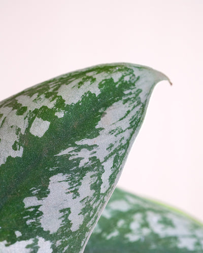 Detailaufnahme silbrige Efeutute Blatt