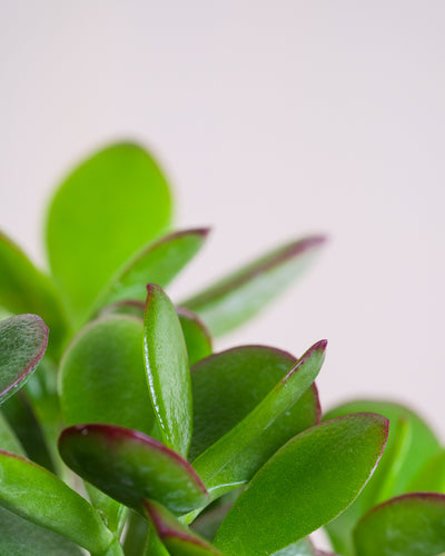 Detailaufnahme Geldbaum Blatt