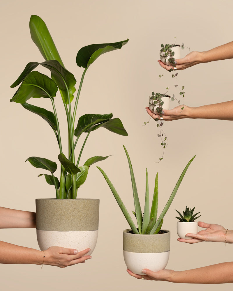 Pflanzen-Set für viel Licht