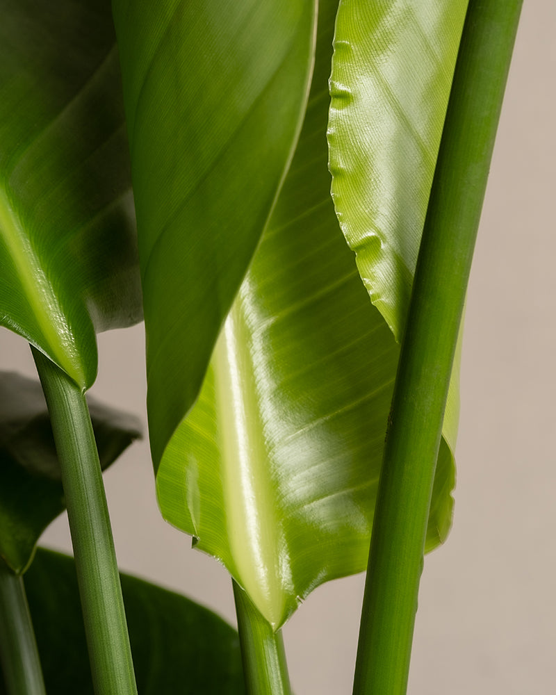 Nahaufnahme der großen, glänzend grünen Blätter und glatten, aufrechten Stiele einer tropischen Pflanze aus dem Pflanzen-Set für viel Licht. Die Blätter haben eine satte, leuchtend grüne Farbe mit leicht gekräuselten Rändern, die die natürliche Textur und die Details der Pflanze hervorheben. Perfekt für Liebhaber, die sich für Pflanzenpflege interessieren. Der Hintergrund ist in einem neutralen Farbton gehalten.