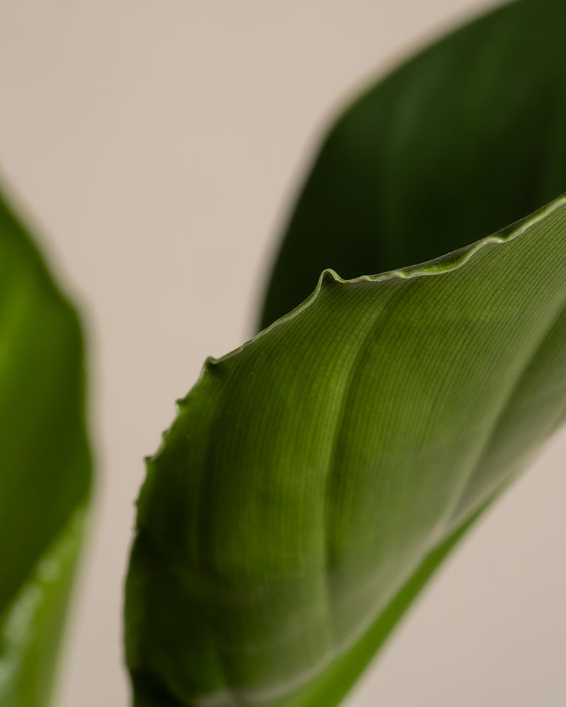 Nahaufnahme des Aloe Vera-Blattes des Pflanzen-Sets für viel Licht mit strukturierter Oberfläche und leicht gezackten Rändern vor einem neutralen Hintergrund.