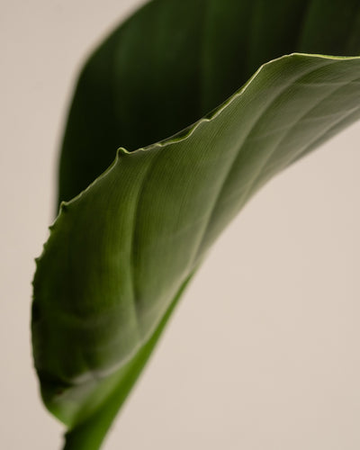 Eine Nahaufnahme eines einzelnen großen grünen Blattes mit feinen Linien und detaillierter Textur am Rand, die an die komplizierten Details der Aloe Vera erinnert. Der weiche, neutrale beige Hintergrund verstärkt den Fokus auf die natürliche Schönheit dieses Blattes aus unserem Pflanzen-Set für viel Licht.
