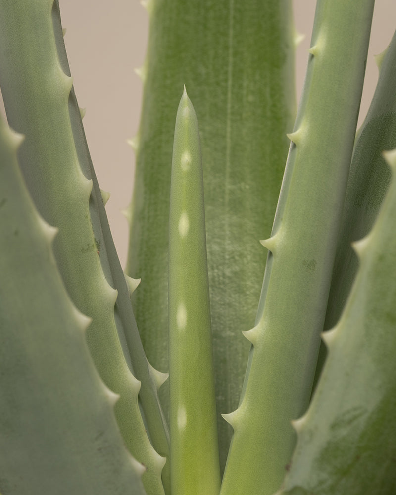 Nahaufnahme der dicken, stacheligen Blätter einer Aloe Vera-Pflanze, die in einem Rosettenmuster angeordnet sind. Das Bild konzentriert sich auf den zentralen Teil der Aloe Vera mit scharfen Blatträndern und blassgrüner Färbung, perfekt für das Pflanzen-Set für viel Licht.