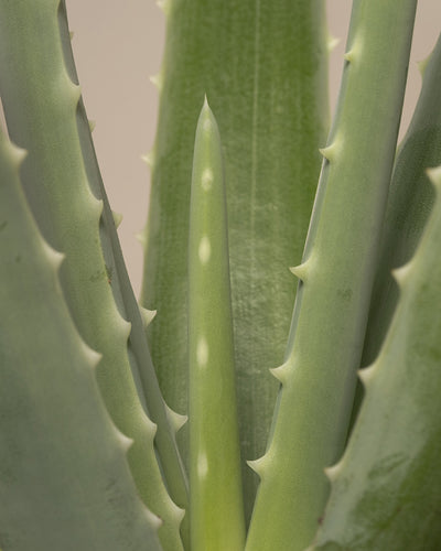 Nahaufnahme der dicken, stacheligen Blätter einer Aloe Vera-Pflanze, die in einem Rosettenmuster angeordnet sind. Das Bild konzentriert sich auf den zentralen Teil der Aloe Vera mit scharfen Blatträndern und blassgrüner Färbung, perfekt für das Pflanzen-Set für viel Licht.