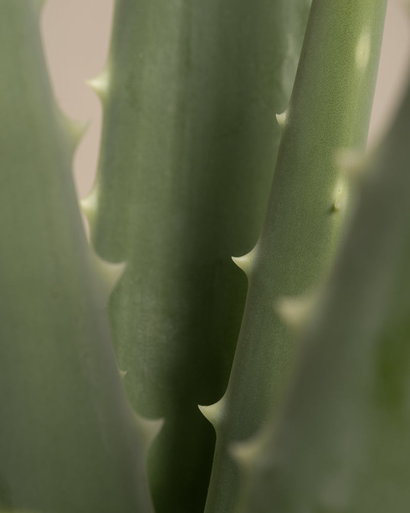 Nahaufnahme der dicken, grünen, stacheligen Blätter einer Aloe Vera-Pflanze aus unserem Pflanzen-Set für viel Licht. Die Blätter zeigen ihre glatte Textur und die gezackten Ränder. Der Hintergrund ist unscharf und betont die Details der Pflanze – ein perfektes Beispiel für effektive Pflanzenpflege.
