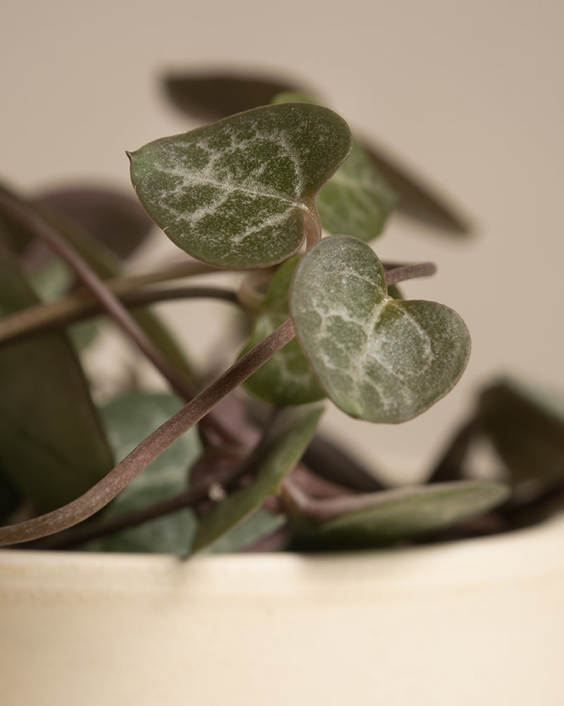 Nahaufnahme eines Pflanzen-Sets für viel Licht mit einer Pflanze mit Herzchen (Ceropegia woodii) in einem cremefarbenen Topf. Die Pflanze hat herzförmige grüne Blätter mit weißen Mustern auf der Oberfläche und lange, dünne Stiele. Für optimale Pflege ist der Hintergrund in einem sanften Beige gehalten, was eine minimalistische Ästhetik erzeugt.