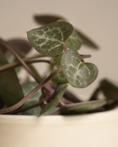 Nahaufnahme eines Pflanzen-Sets für viel Licht mit einer Pflanze mit Herzchen (Ceropegia woodii) in einem cremefarbenen Topf. Die Pflanze hat herzförmige grüne Blätter mit weißen Mustern auf der Oberfläche und lange, dünne Stiele. Für optimale Pflege ist der Hintergrund in einem sanften Beige gehalten, was eine minimalistische Ästhetik erzeugt.