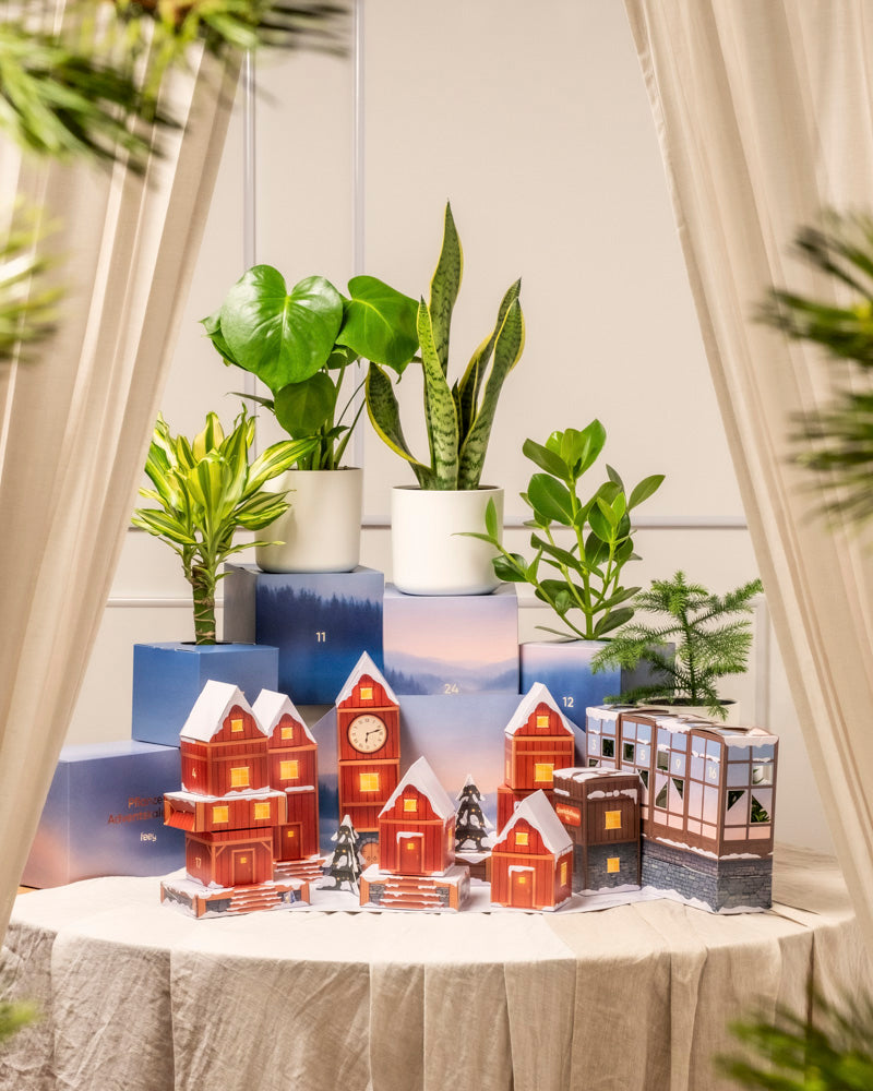 Eine gemütliche Winterszene zeigt der Pflanzen-Adventskalender (Dschungel-Version) mit Papierhäusern, verschneiten Dächern, beleuchteten Fenstern, Zimmerpflanzen in Töpfen, blauen Geschenkboxen, cremefarbenen Vorhängen und verschwommenen Tannenzweigen auf einem drapierten Tisch.
