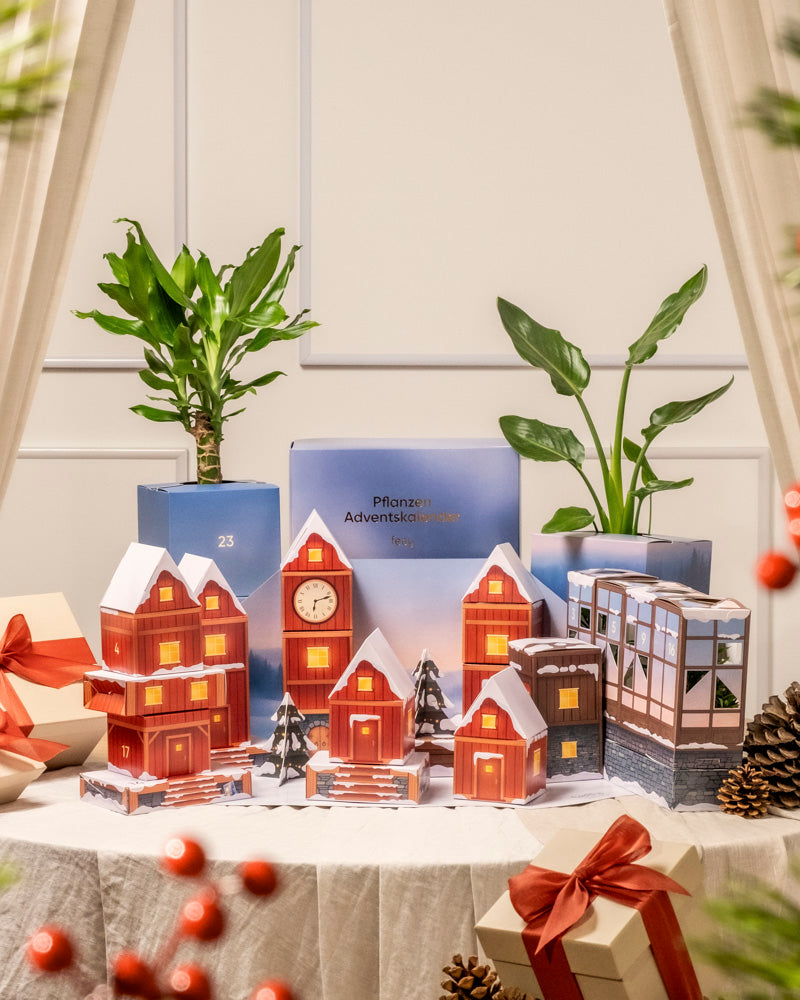 Vor einer weißen Wand mit drapierten Vorhängen steht eine festliche Weihnachtsauslage mit kleinen Modellhäusern, roten Geschenkbändern, Tannenzapfen, zwei Blumentöpfen mit echtem Grün und einer blauen Pflanzen-Adventskalender-Box.