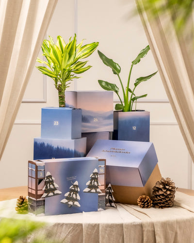 Auf einem Tisch stehen blaue und lilafarbene Pflanzen-Adventskalender-Boxen, einige mit grünen Blumentöpfen, umgeben von Tannenzapfen und weißem Stoff. Die nummerierten Kisten sind mit winterlichen Motiven versehen und stehen vor cremefarbenen Vorhängen.