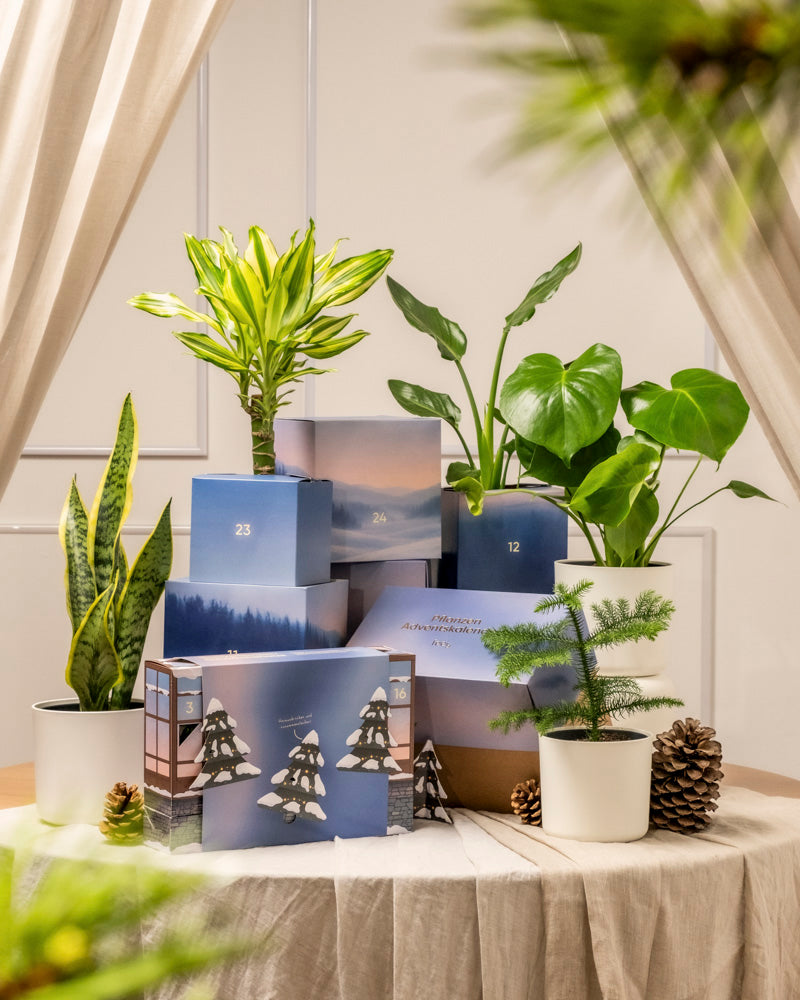Ein festlicher Pflanzen-Adventskalender (Dschungel-Version) zeigt getopfte grüne Zimmerpflanzen und Tannenzapfen, arrangiert mit nummerierten blauen Geschenkschachteln auf einem beigefarbenen drapierten Tisch vor neutralen Vorhängen in sanftem Licht.