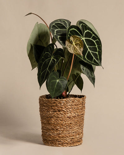 Anthurium clarinervium in einem Pflanzenkorb aus Seegras (Kesat | 18 cm ⌀) im Studium fotografiert
