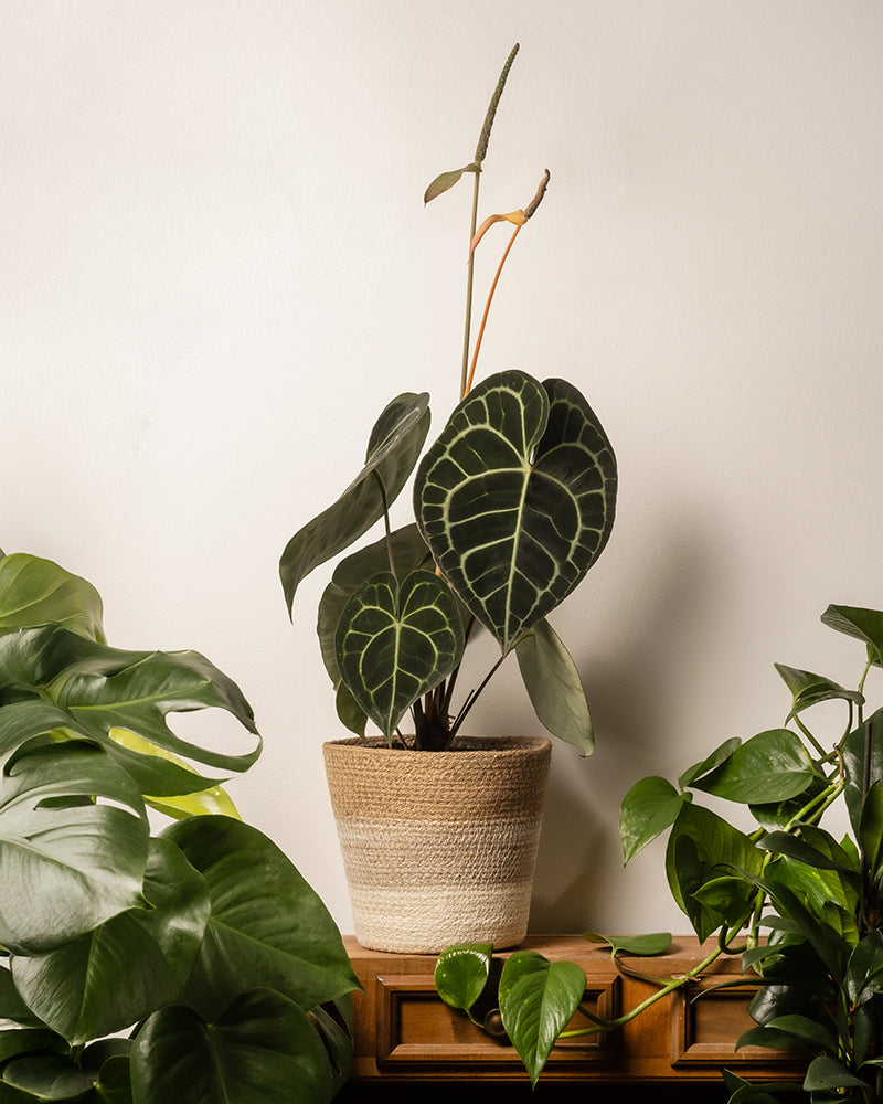 Pflanzenkorb aus Jute (Lapis | 18 cm ⌀)