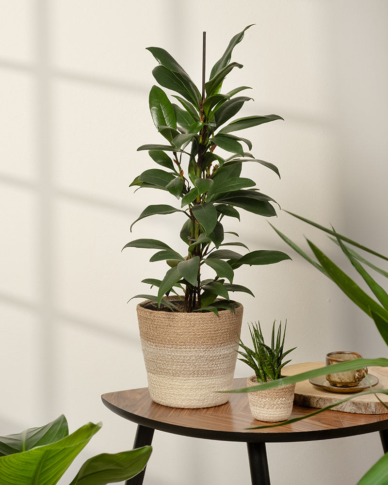 Pflanzenkorb aus Jute (Lapis | 18 cm ⌀)